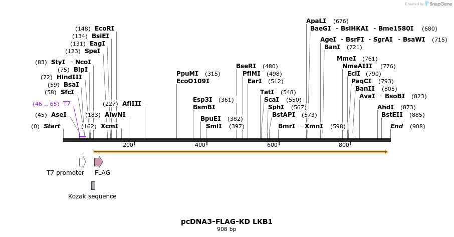 42767_map