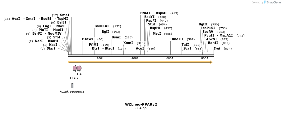 42816_map