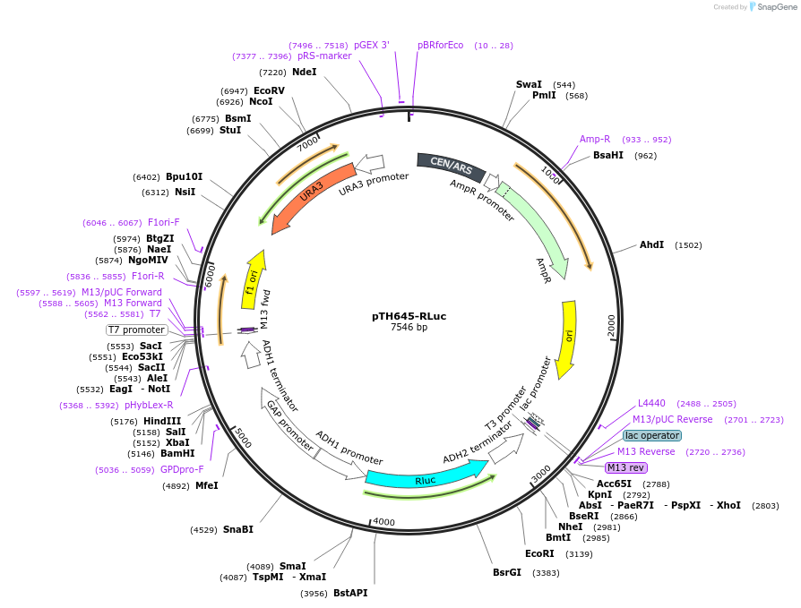 29694-plasmid-map-sequence-id-42825
