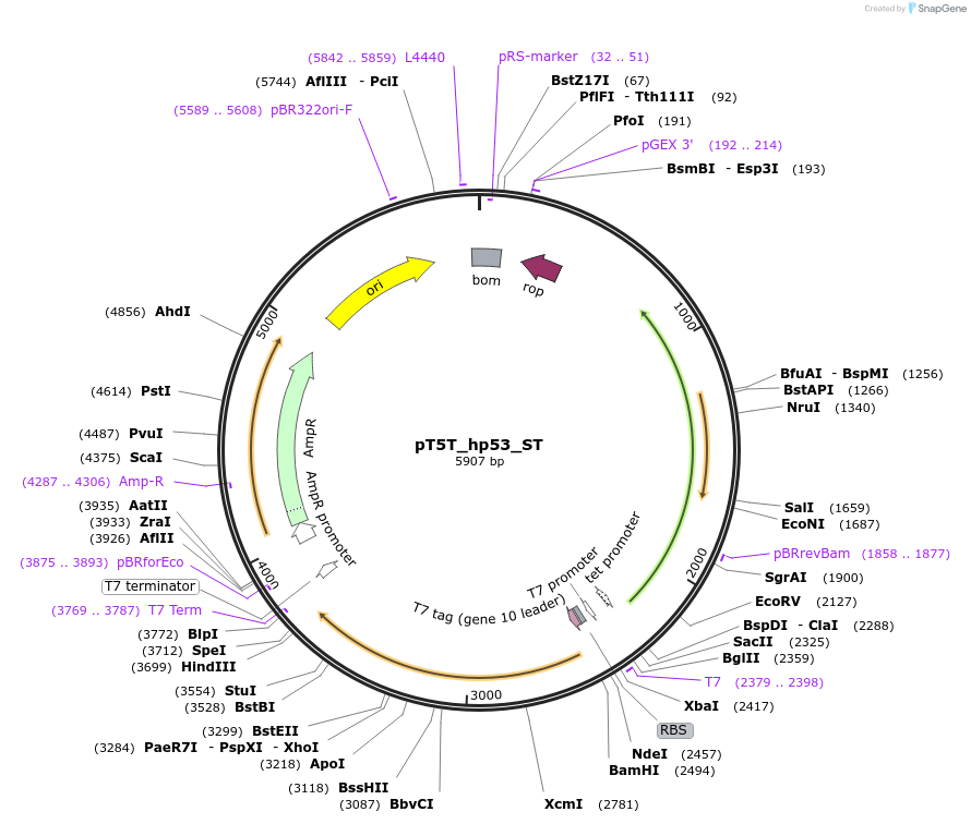 34922-plasmid-map-sequence-id-42832