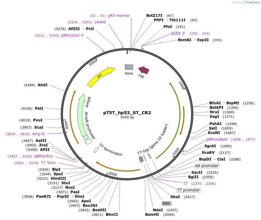 34923-plasmid-map-sequence-id-42833