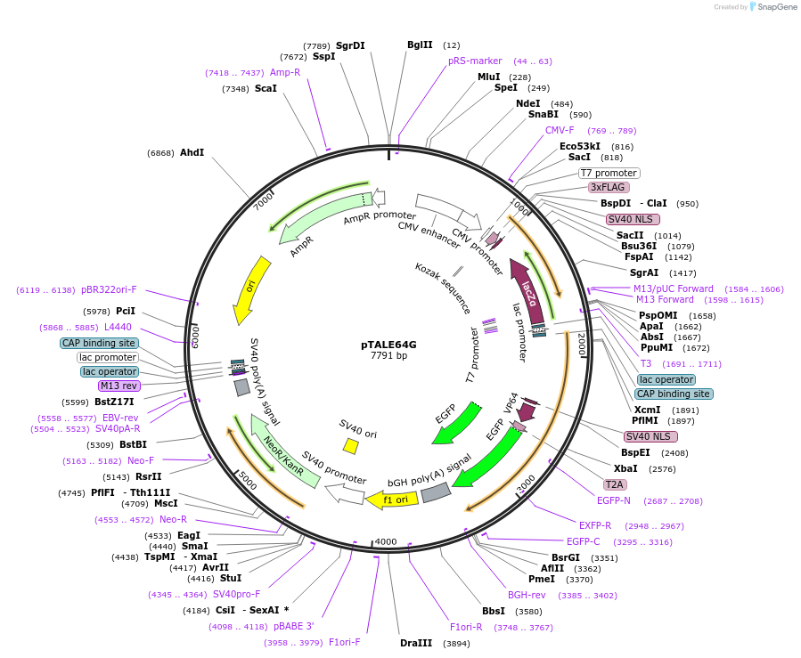 35188-plasmid-map-sequence-id-42839