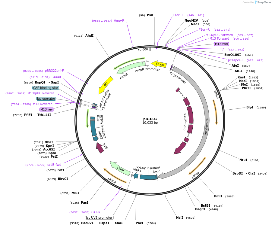 35195-plasmid-map-sequence-id-42841