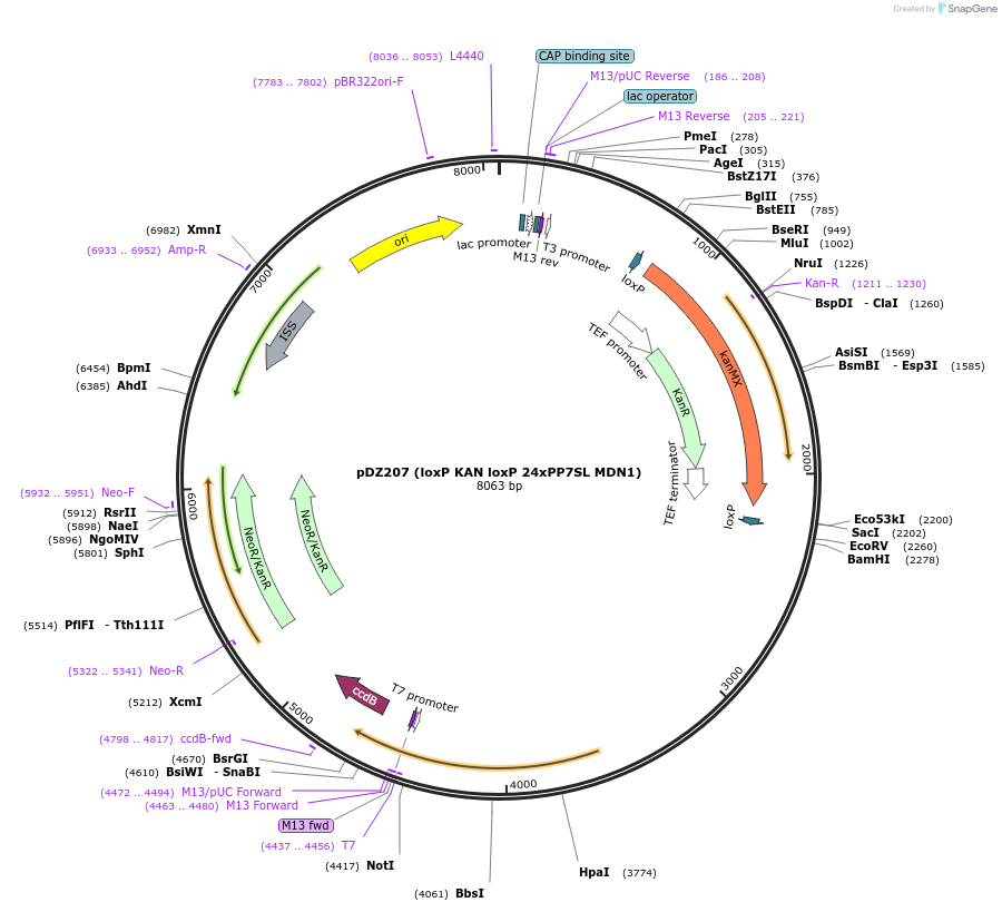 35191-plasmid-map-sequence-id-42843