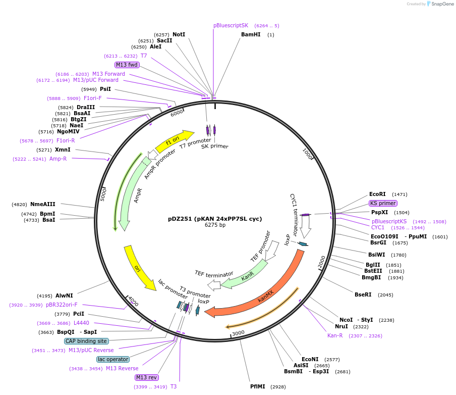 35192-plasmid-map-sequence-id-42845