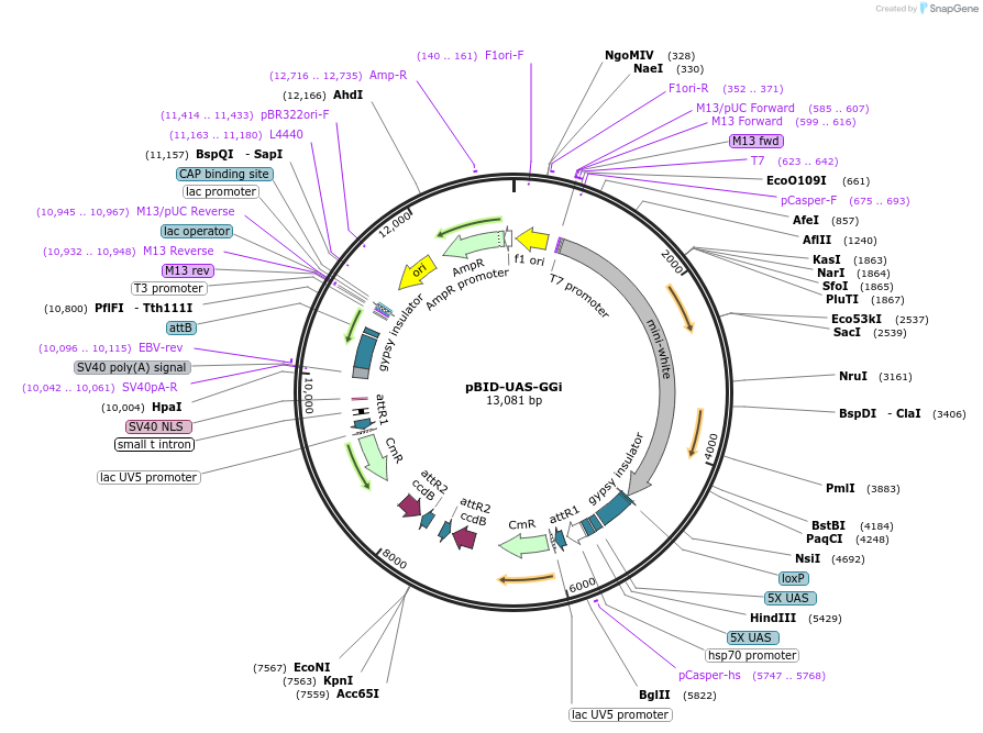 35199-plasmid-map-sequence-id-42846