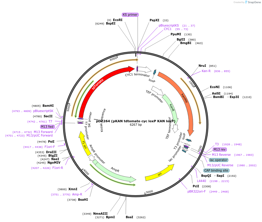 35193-plasmid-map-sequence-id-42847