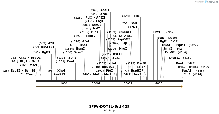 428503_map