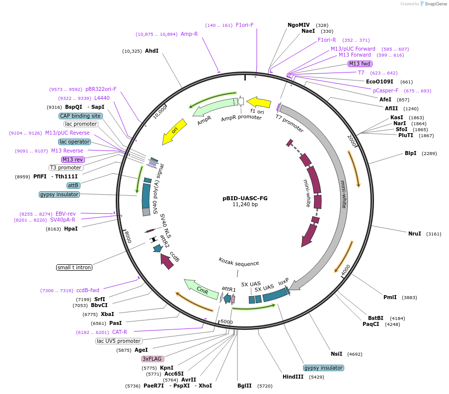 35201-plasmid-map-sequence-id-42851