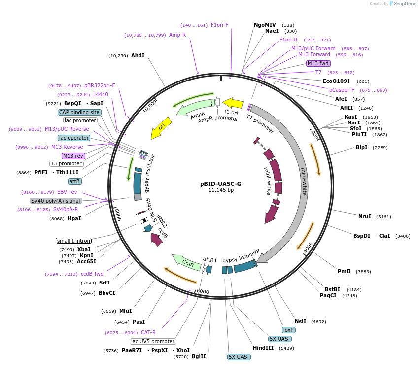 35202-plasmid-map-sequence-id-42852