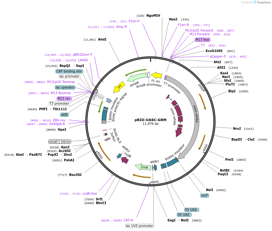 35203-plasmid-map-sequence-id-42854
