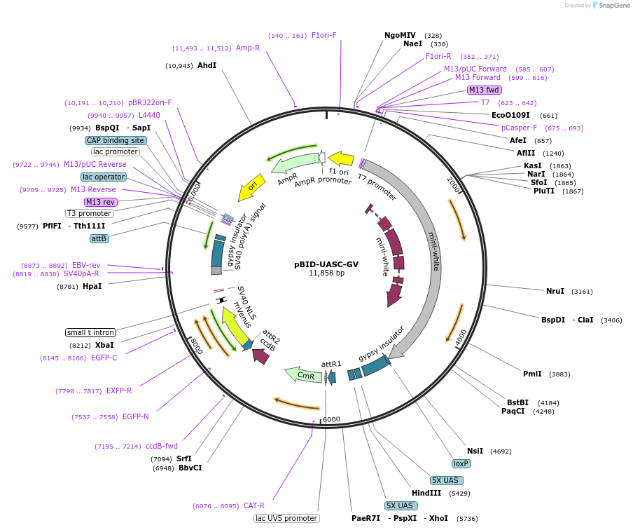 35204-plasmid-map-sequence-id-42855