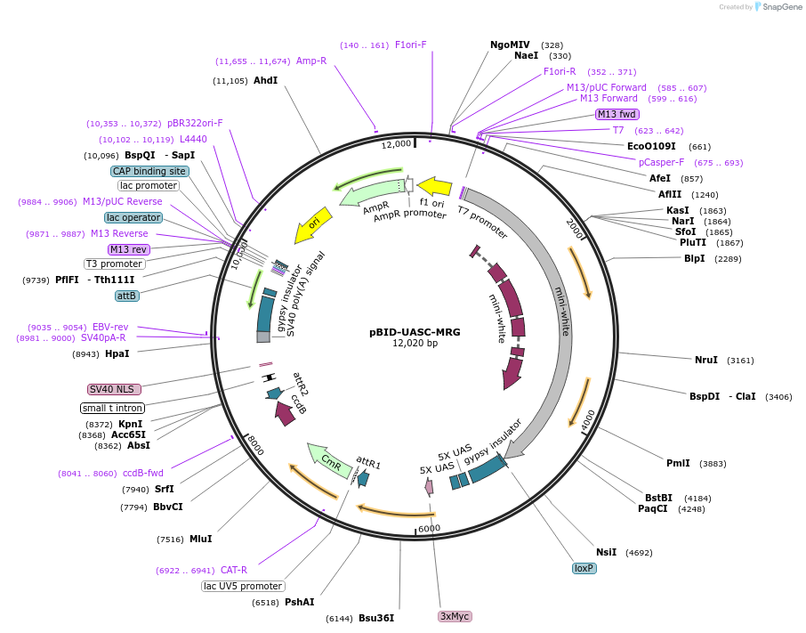35205-plasmid-map-sequence-id-42856