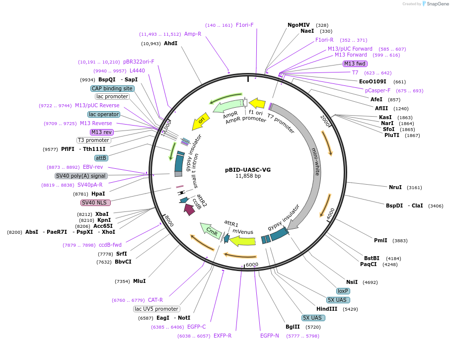 35206-plasmid-map-sequence-id-42857
