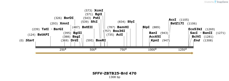 428593_map