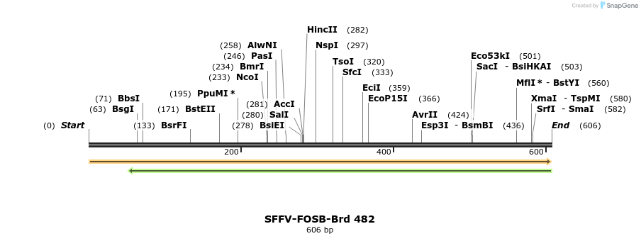 428623_map