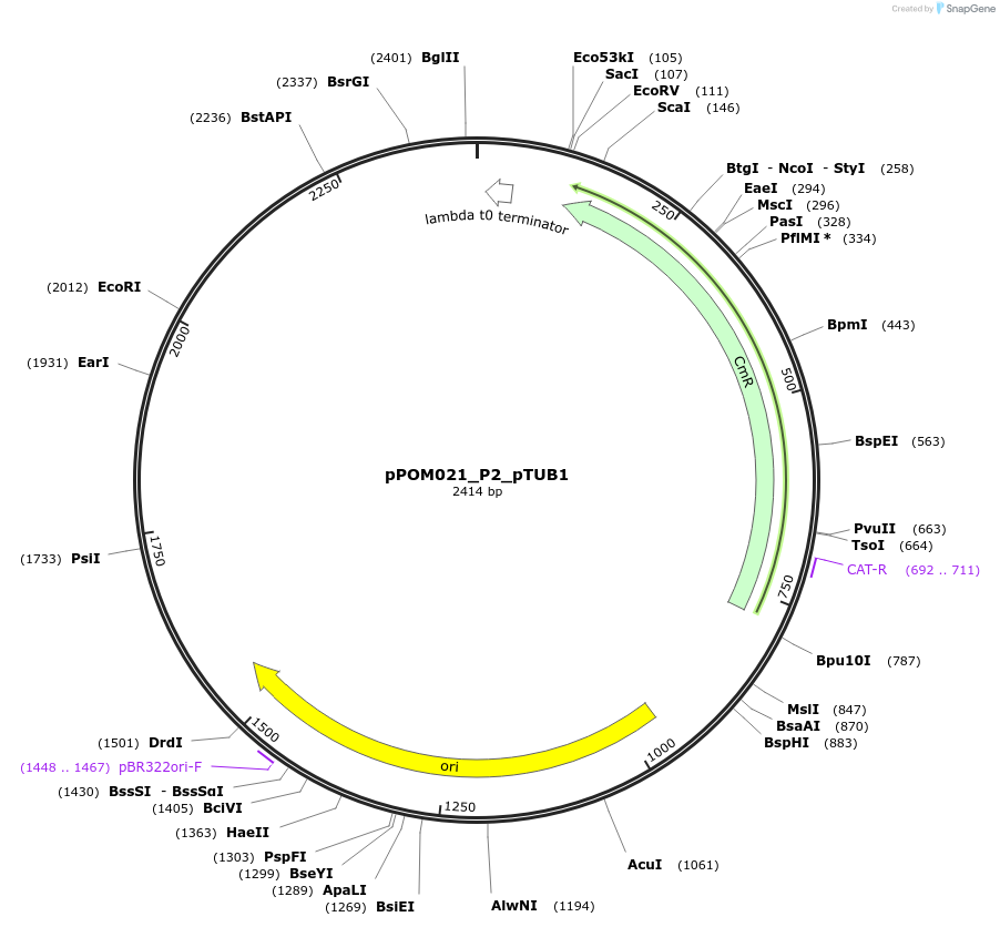 216446-plasmid-map-sequence-id-428675