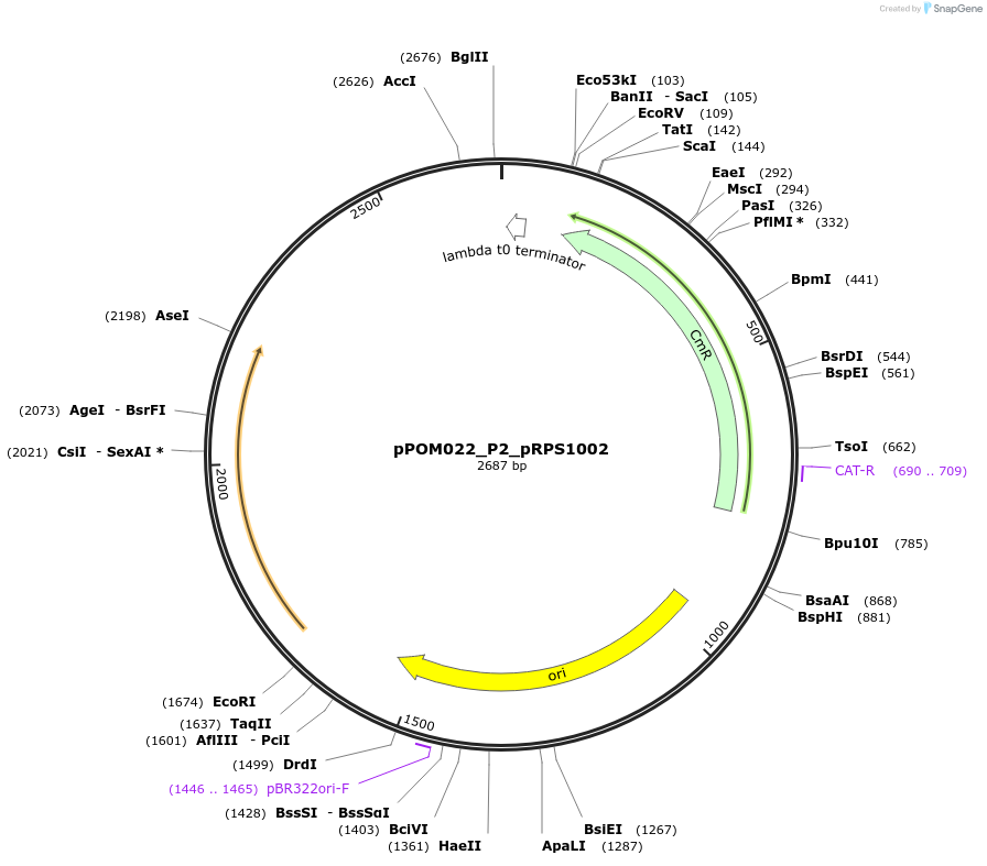 216447-plasmid-map-sequence-id-428676