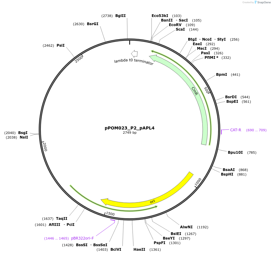 216448-plasmid-map-sequence-id-428677