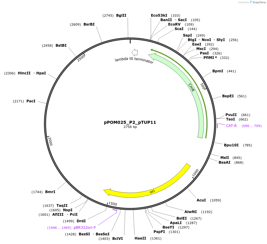 216450-plasmid-map-sequence-id-428678