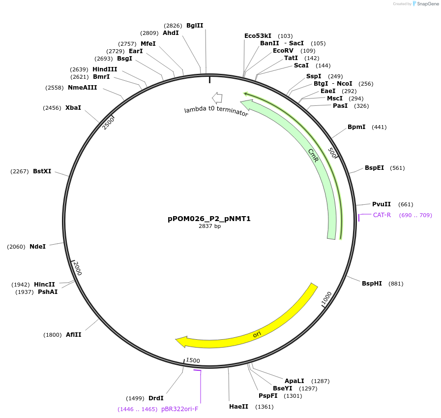 216451-plasmid-map-sequence-id-428679