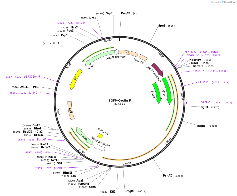 215054-plasmid-map-sequence-id-428680