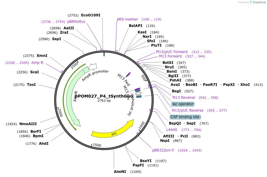 216452-plasmid-map-sequence-id-428681