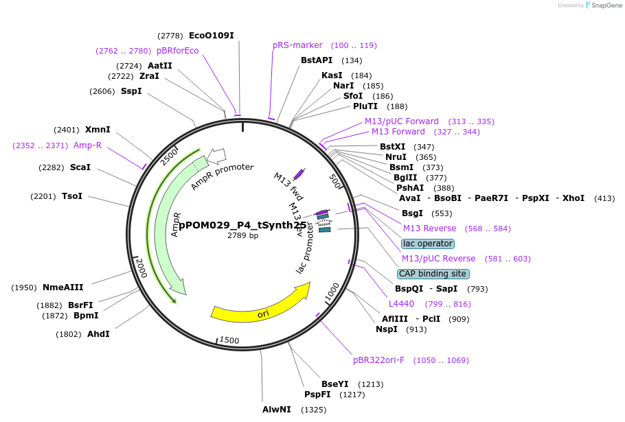 216454-plasmid-map-sequence-id-428684