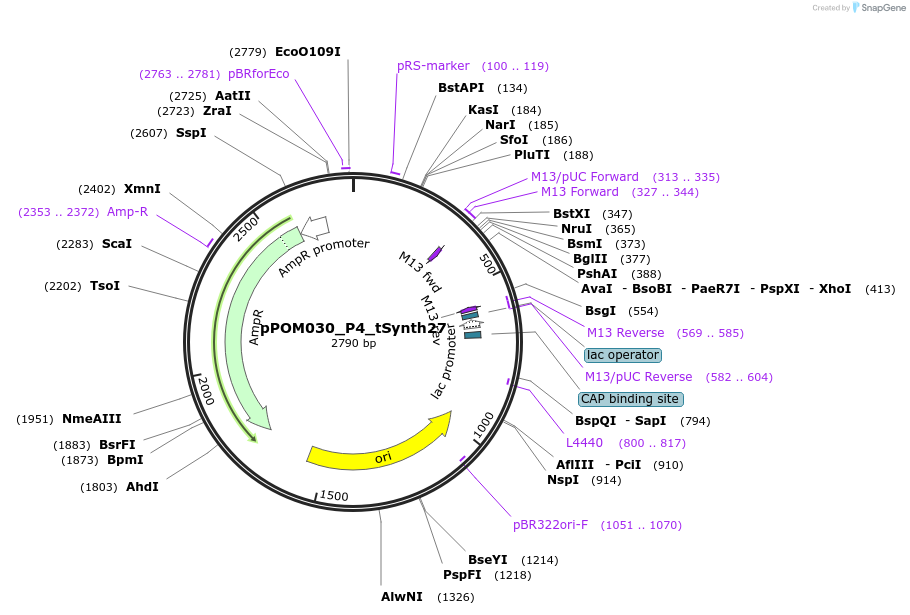 216455-plasmid-map-sequence-id-428685