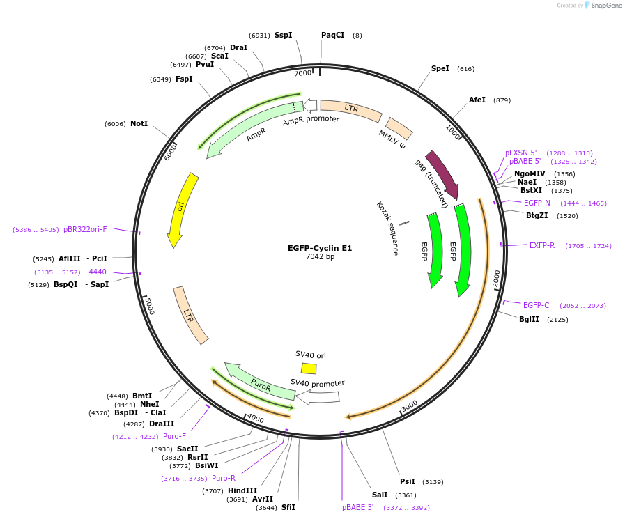 215053-plasmid-map-sequence-id-428687
