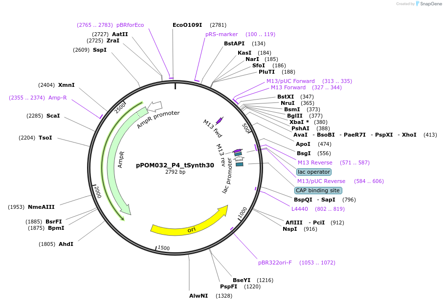 216457-plasmid-map-sequence-id-428692