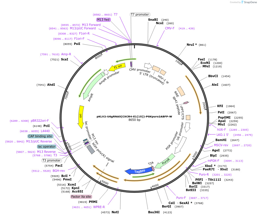 200478-plasmid-map-sequence-id-428693