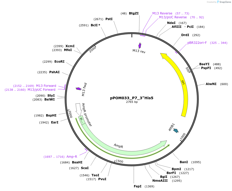 216458-plasmid-map-sequence-id-428694