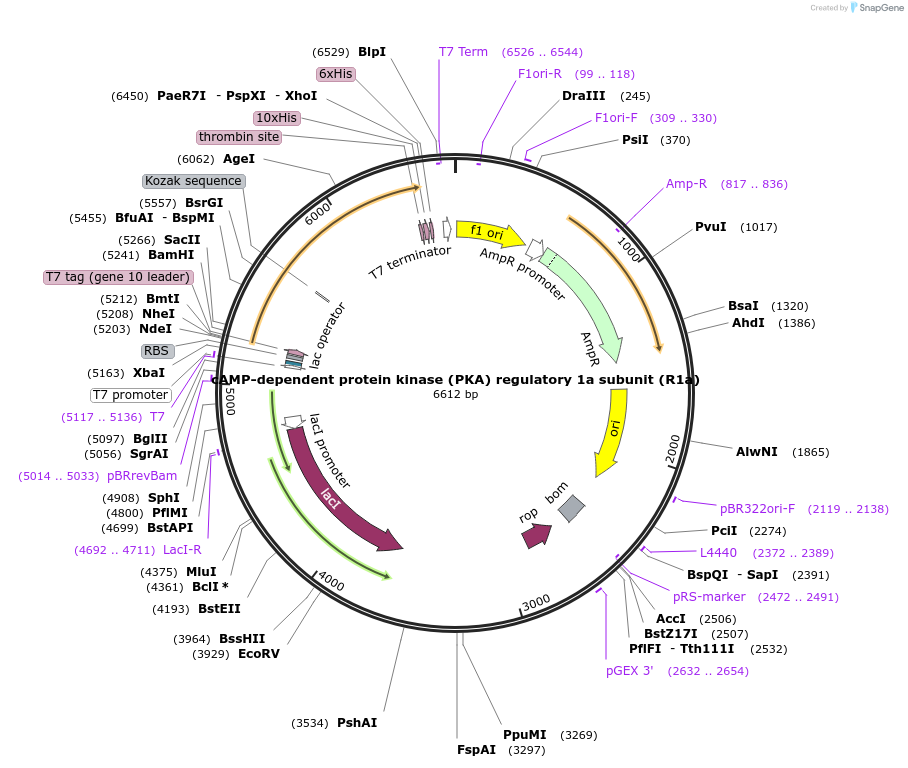 215436-plasmid-map-sequence-id-428696