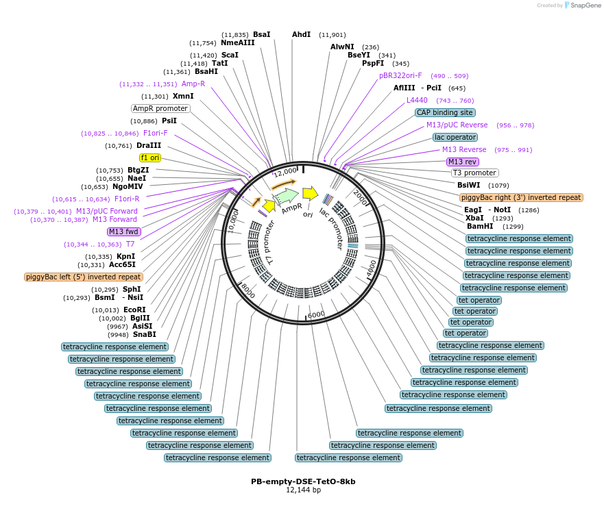 213022-plasmid-map-sequence-id-428698