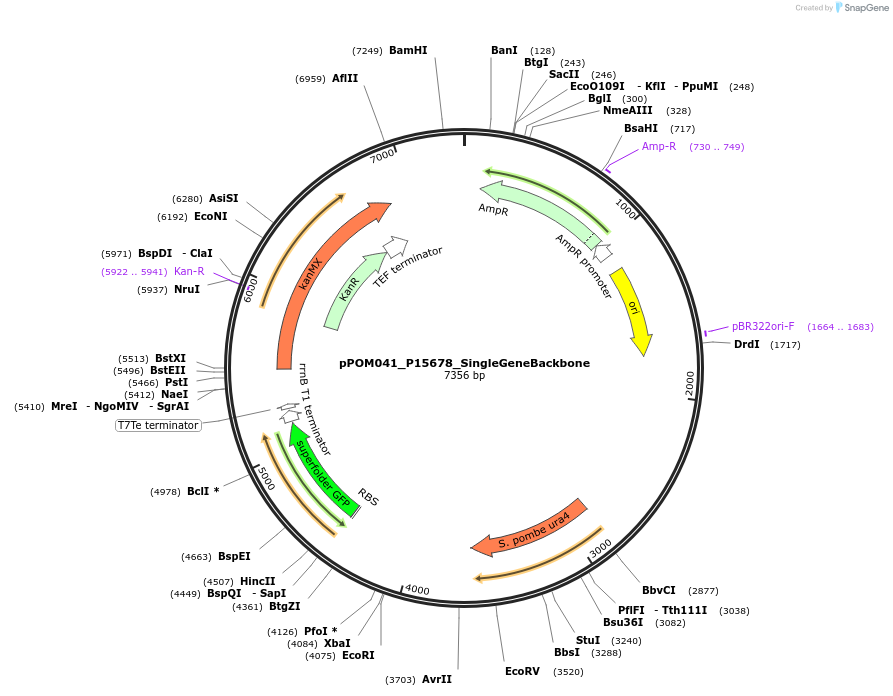 216466-plasmid-map-sequence-id-428699