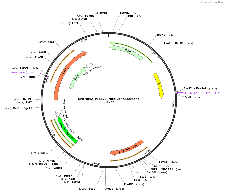 216467-plasmid-map-sequence-id-428700
