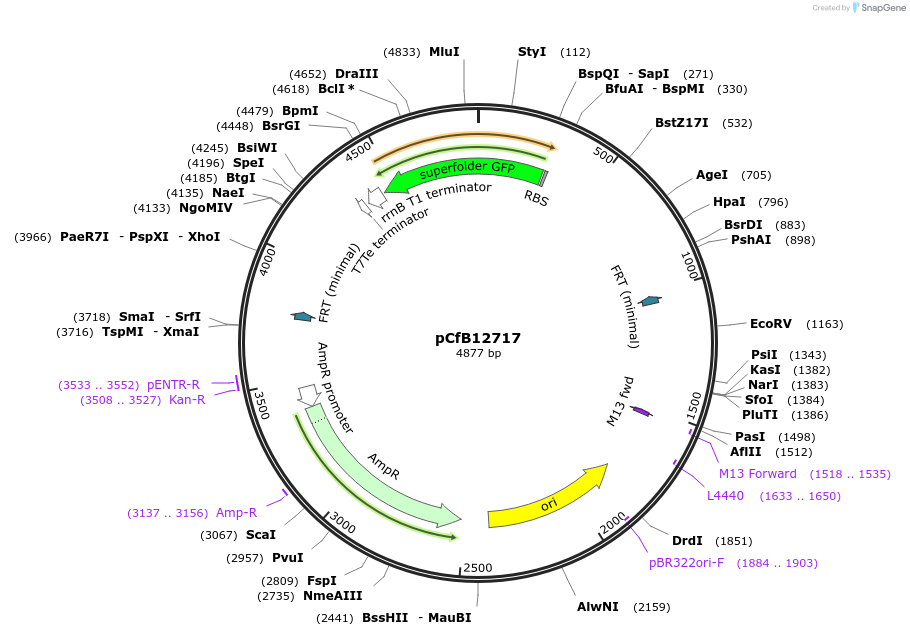 212691-plasmid-map-sequence-id-428709
