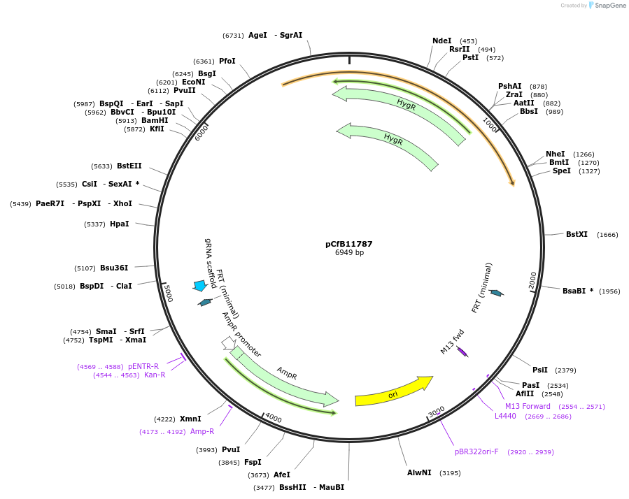 212695-plasmid-map-sequence-id-428711