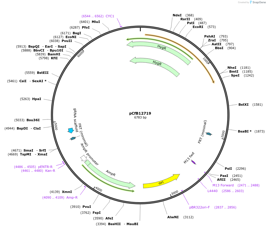 212702-plasmid-map-sequence-id-428713
