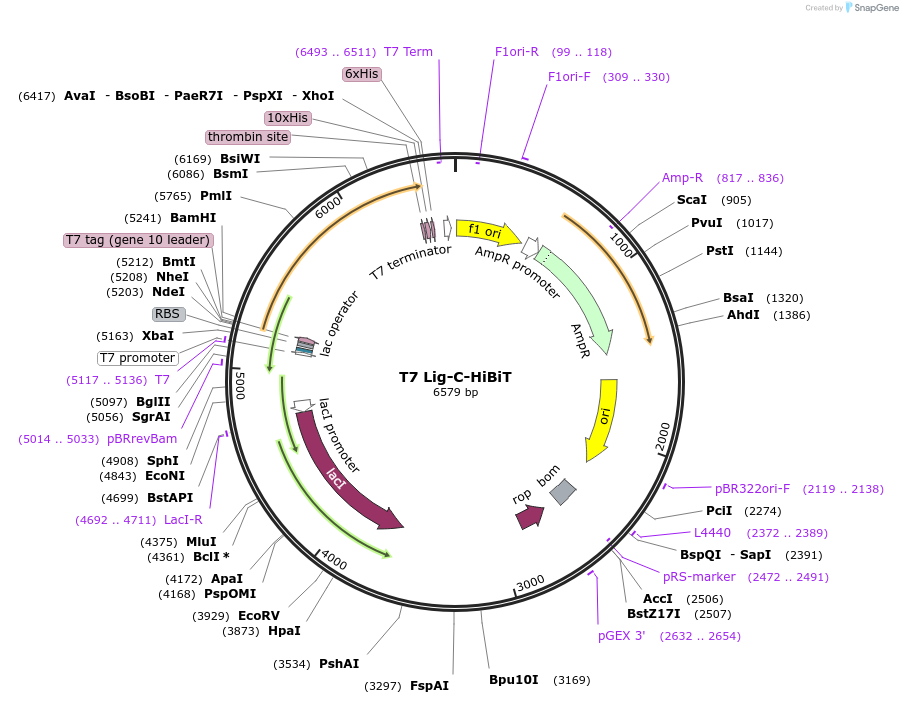 215441-plasmid-map-sequence-id-428723