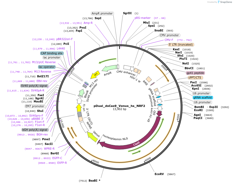 214692-plasmid-map-sequence-id-428724