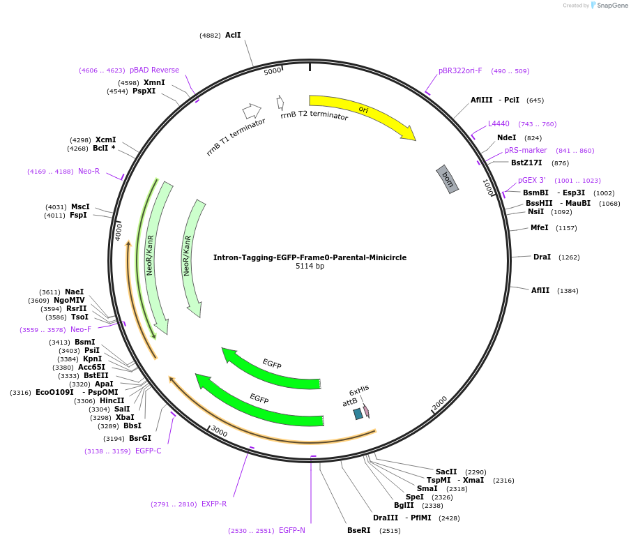 216124-plasmid-map-sequence-id-428729