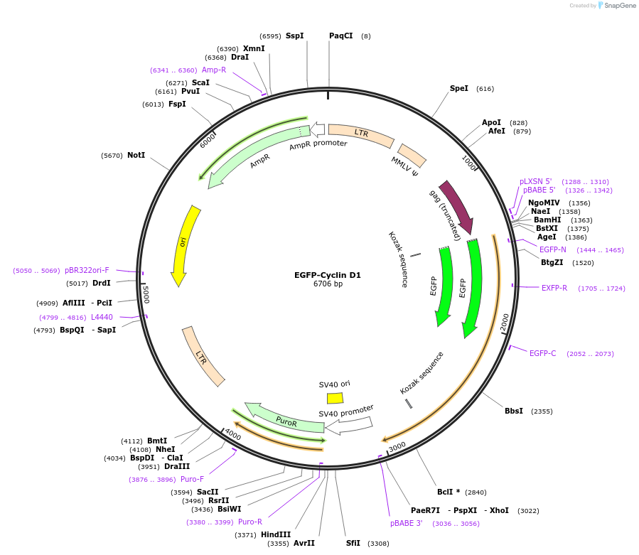 215050-plasmid-map-sequence-id-428732
