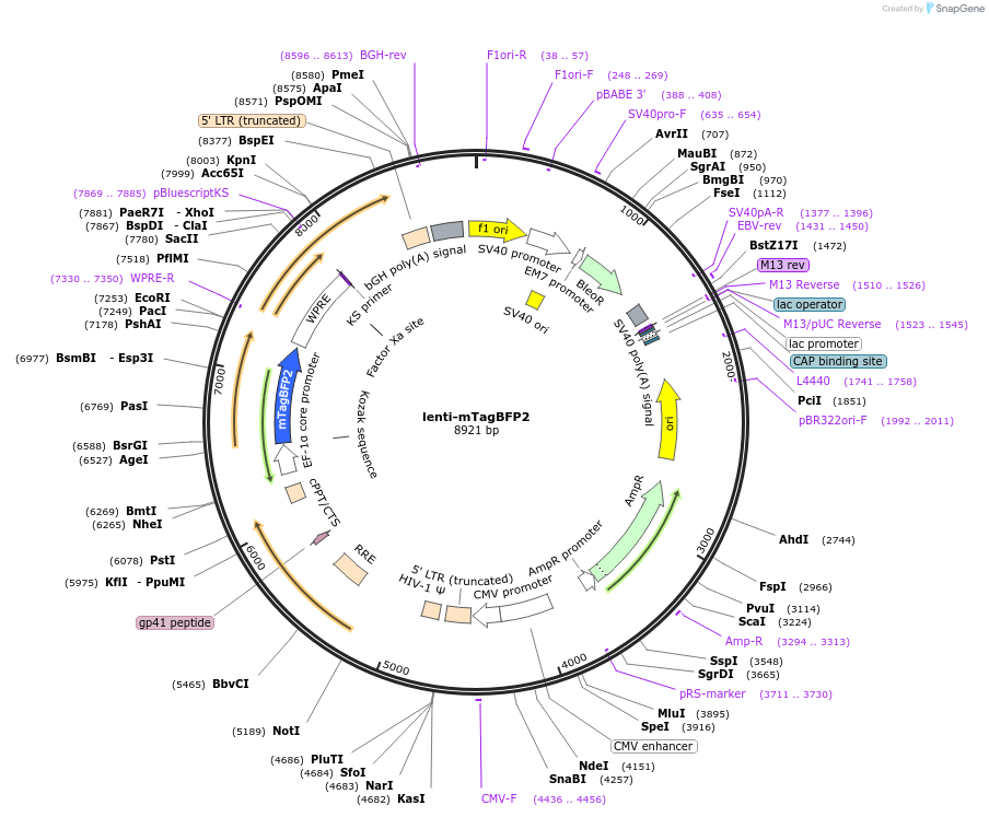 216126-plasmid-map-sequence-id-428735