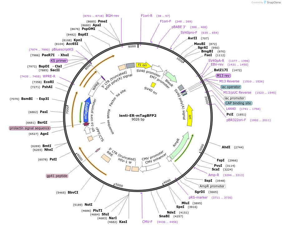 216127-plasmid-map-sequence-id-428737