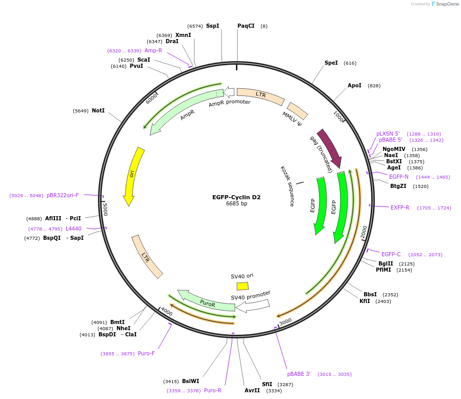 215051-plasmid-map-sequence-id-428741