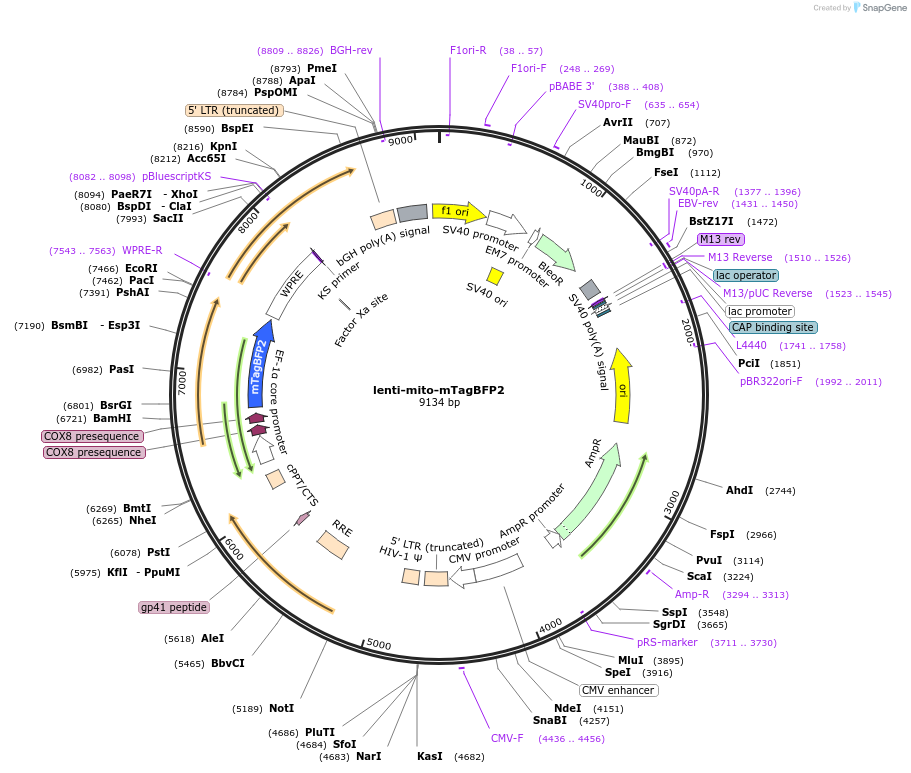 216130-plasmid-map-sequence-id-428742