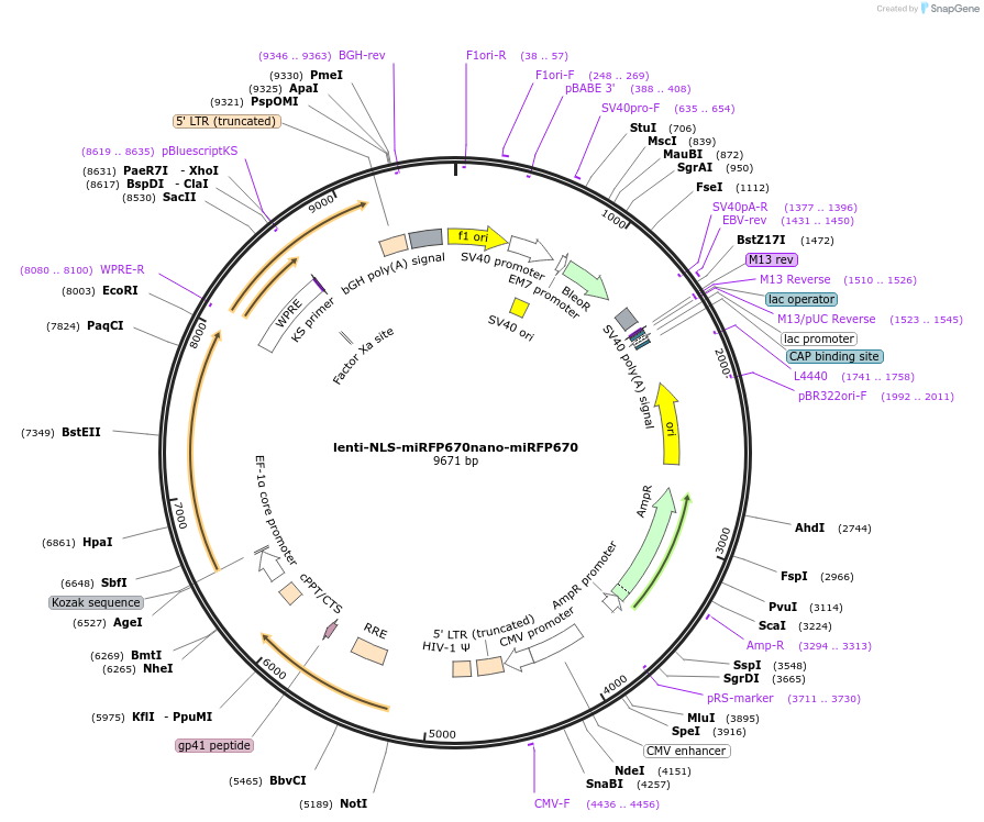 216131-plasmid-map-sequence-id-428743