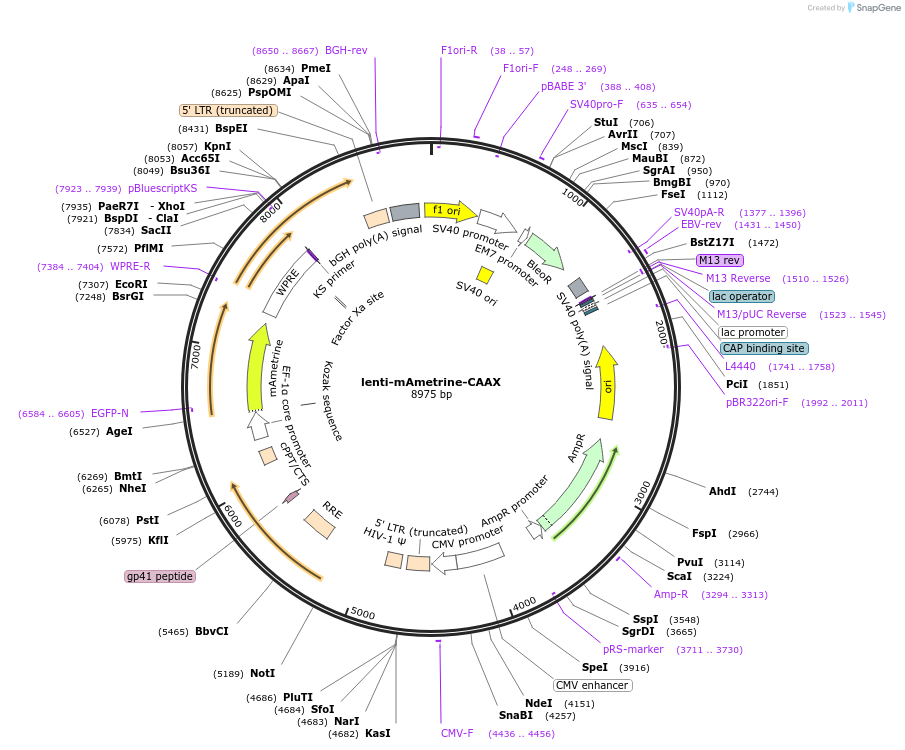 216132-plasmid-map-sequence-id-428744